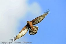 spotted harrier 218207 copyright graeme chapman.jpg