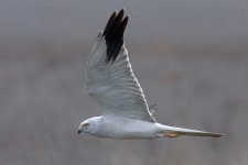 pallid harrier male.jpg