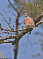 TurtleDove1SI700.jpg