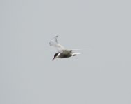 Whiskered Tern 2.jpg