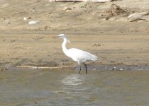 Chinese Egret.jpg