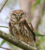 BFLittleOwl0779.jpg