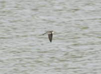 Sand Martin.jpg