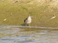 Wood Sandpiper.jpg