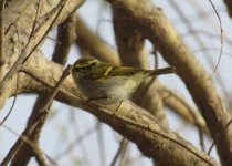 Yellow-browed Warbler.jpg