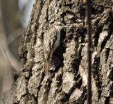 brown creeper IMG_3745.jpg