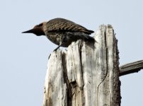 Northern Flicker IMG_3647 resize.jpg