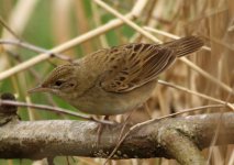 gropper2@druridge.jpg