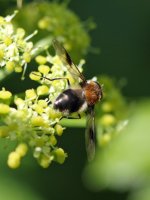 Hoverfly Species 02 WEB .JPG