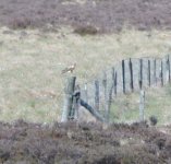 pallid harrier.jpg