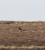 pallid harrier (3).jpg