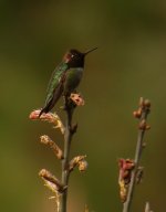 DSCN5804 Anna's hummingbird 3 bf.jpg
