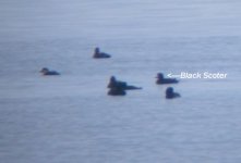 blackscoter.jpg