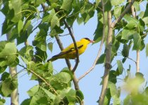 Black-naped Oriole.jpg