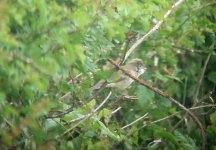 whitethroat.jpg