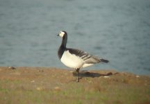 barnacle goose.jpg