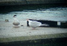 common tern1.jpg