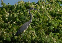 DSCN4960 Tricoloured Heron bf.jpg