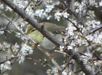 woodwarbler.jpg