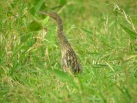 pinnated bittern 1.jpg