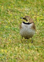 Shore-Lark6_edited-1.jpg