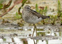 Wood-Sandpiper2.jpg