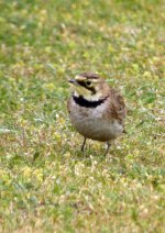 Shore-Lark5_edited-1.jpg