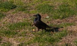 DSCN4651 Common Grackle bf.jpg