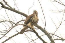 DSCN4720 Red-tailed Hawk bf.jpg