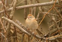 DSCN4716 Field Sparrow bf.jpg