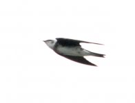 Swallow or Martin.jpg