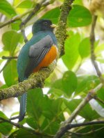 Orange-bellied Trogon -  - Altos del Maria, Panama - photo by Blake Maybank.jpg