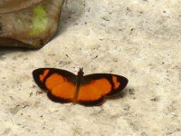 Black-bordered Crescent (Tegosa anieta anieta) - Panama - photo by Blake Maybank.jpg