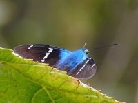 Two-barred Flasher (Astraptes fulgerator azul) -  - Panama - photo by Blake Maybank.jpg