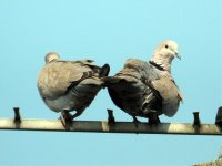 collareddoves.jpg