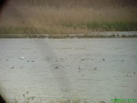 13th phalaropes.jpg