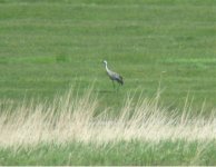 Common Crane.jpg