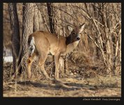 spring-deer-W.jpg