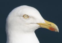 Herring Gull - camera raw shaperning.jpg