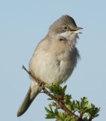 whitethroat@burdonmoor4.jpg