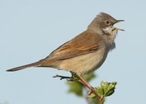 whitethroat@burdonmoor.jpg