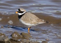 ringedplover@derwenthaughst.jpg