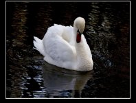 Swan @ Minster.jpg