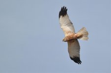 Marsh Harrier.jpg