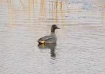 Eurasian Teal.jpg