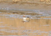 Garganey.jpg