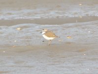 KentishPlover.jpg