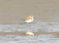 Knetish Plover.jpg