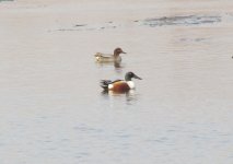 Northern Shoveler.jpg