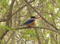 Black-capped Kingfisher.jpg